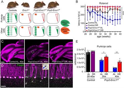 Purkinje-cell-specific DNA repair-deficient mice reveal that dietary restriction protects neurons by cell-intrinsic preservation of genomic health